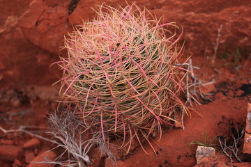 Naklejka premium Red rock desert