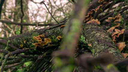 Orange fungus growing on moss-covered branch in Folsom, California hiking trails