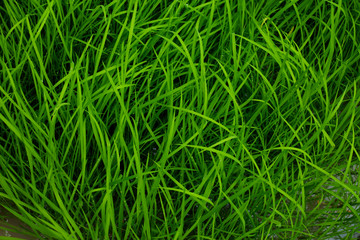 green rice background