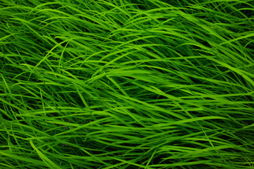 green rice background