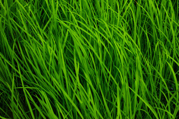 green rice background