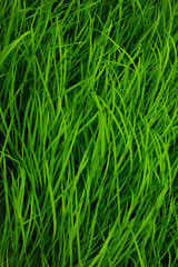 Fototapeta na wymiar green rice background