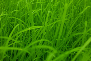green rice background
