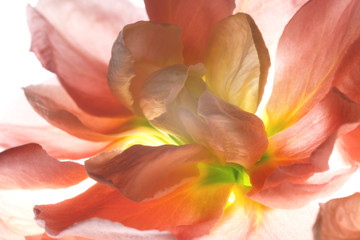 Fototapeta na wymiar Backlit Flower