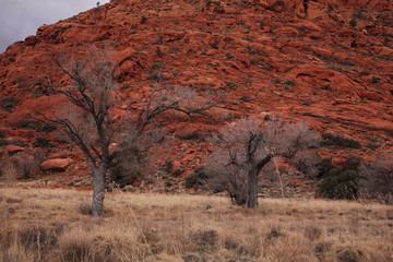 Red rock desert
