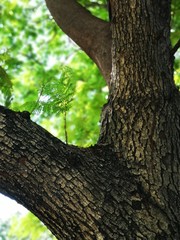 Obraz premium ozedfRough wood texture trunk tree