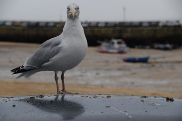 Seagull on the pier