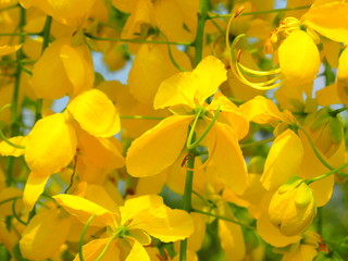 Obraz premium yellow flowers on a background of blue sky