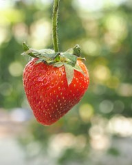 strawberry on green background