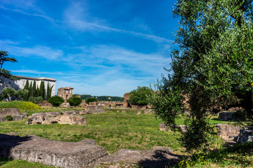 Italy, Rome, Roman Forum, a tree on a grassy hill
