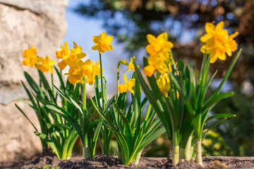 Fototapeta premium Yellow flowers closeup and blurred background.