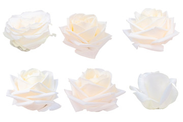 Blurred for Background.White rose isolated on the white background. Photo with clipping path.