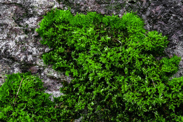 Green moss on a rock