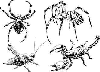 vector drawings sketches different insects bugs Scorpions spiders drawn in ink by hand , objects with no background	