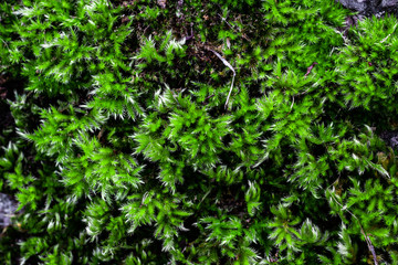 Green moss on a rock