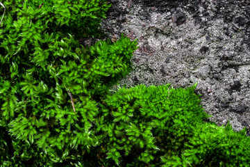 Green moss on a rock