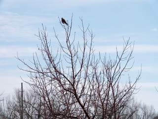 American Kestrel Bird Perch in Tree Boulder County Colorado