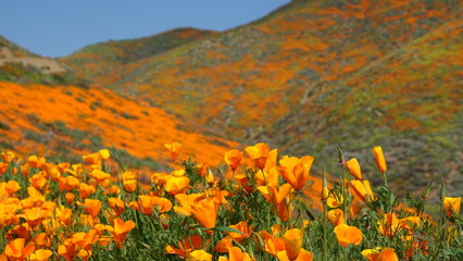 Rolling hills of blooming poppies