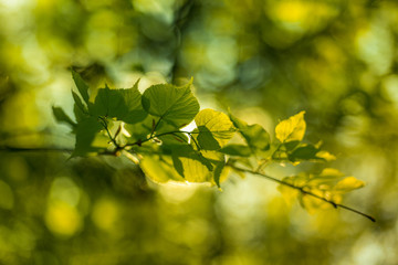 Leaves of linden tree lit by sun shining through spring summer Background. Selective focus macro shot with shallow DOF