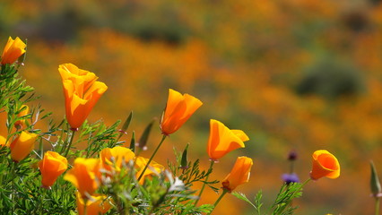 Close up of poppies flowering