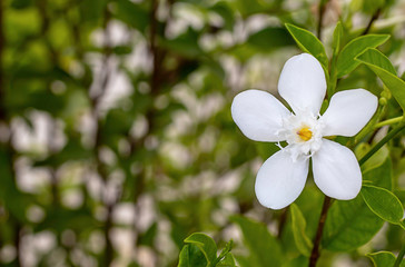 White flowers Background blurred green leaves in park