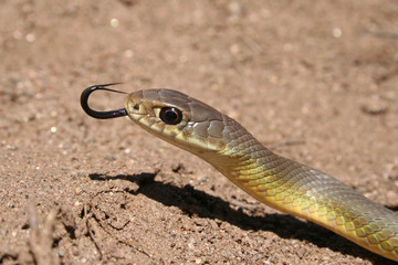 Western Yellow-bellied Racer Snake Close Up