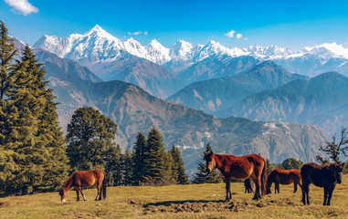 Scenic landscape with wild horses and majestic Himalayan Panchchuli mountain range at Munsiyari...