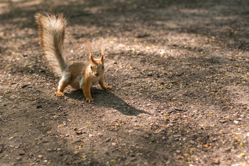 Cute squirrel on the gound in the left corner of the frame. Have a large enough space. Free space for your design or text. Red, orange or brown furry rodent. Natural cutie, lovely animal.