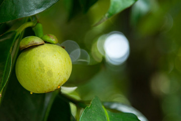 Mangosteen fruit on tree in Thailand garden.Mangosteen green on the tree