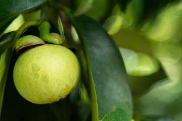 Mangosteen fruit on tree in Thailand garden.Mangosteen green on the tree
