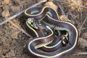 California Kingsnake (Lampropeltis californiae)