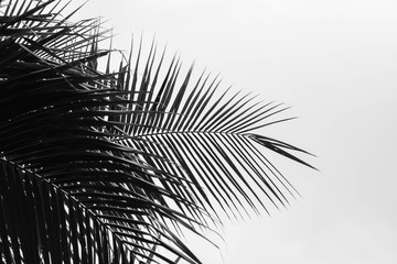 perfect palms leaf on grey background