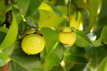 Mangosteen fruit on tree in Thailand garden.Mangosteen green on the tree