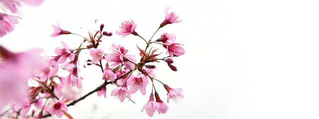 close up of sakura flowers isolated on white background