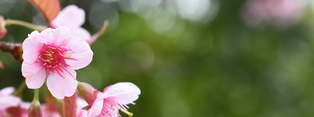 close up of sakura flowers for background