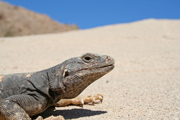 Common Chuckwalla Closeup (Sauromalus ater)