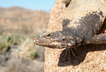 Closeup of a Male Chuckwalla (Sauromalus ater)