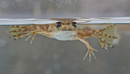 African Clawed-frog (Xenopus laevis)