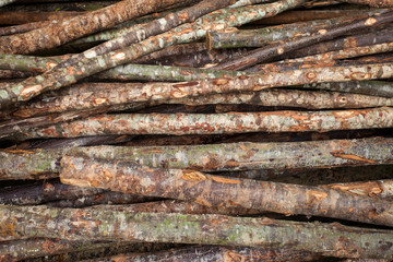 texture of wood