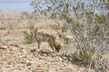 Coyote in Desert (Canis latrans)