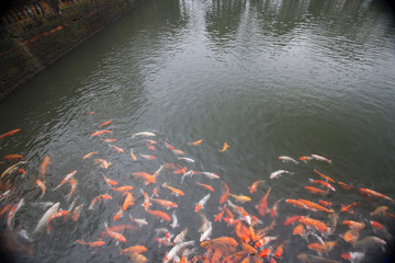 koi fish in pond