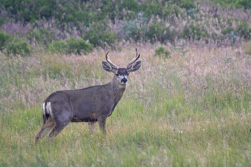 Mule Deer (Odocoileus hemionus) Buck
