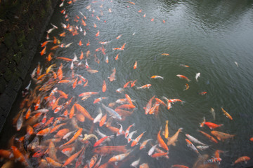 koi fish in pond