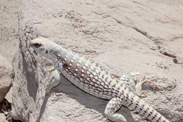 (Dipsosaurus dorsalis) Desert Iguana