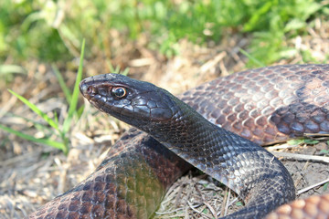 Eastern Coachwhip Snake (Masticophis flagellum)