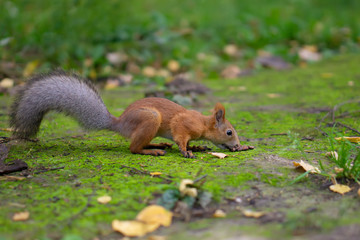 Squirrel in the forest eating nuts