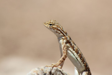 Elegant Earless Lizard (Holbrookia elegans) Close Up