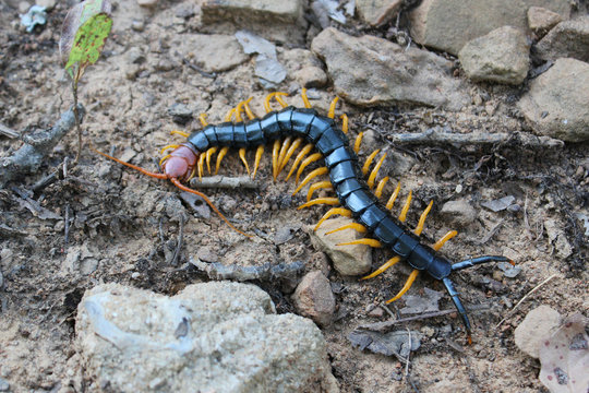 Giant Red-headed Centipede (Scolopendra heros)
