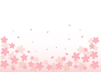 桜の背景　壁紙　4月　春　ピンク　花びら　入学　卒業　