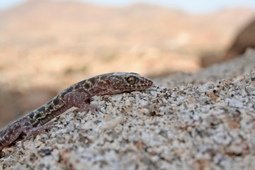 Granite Night Lizard (Xantusia henshawi)